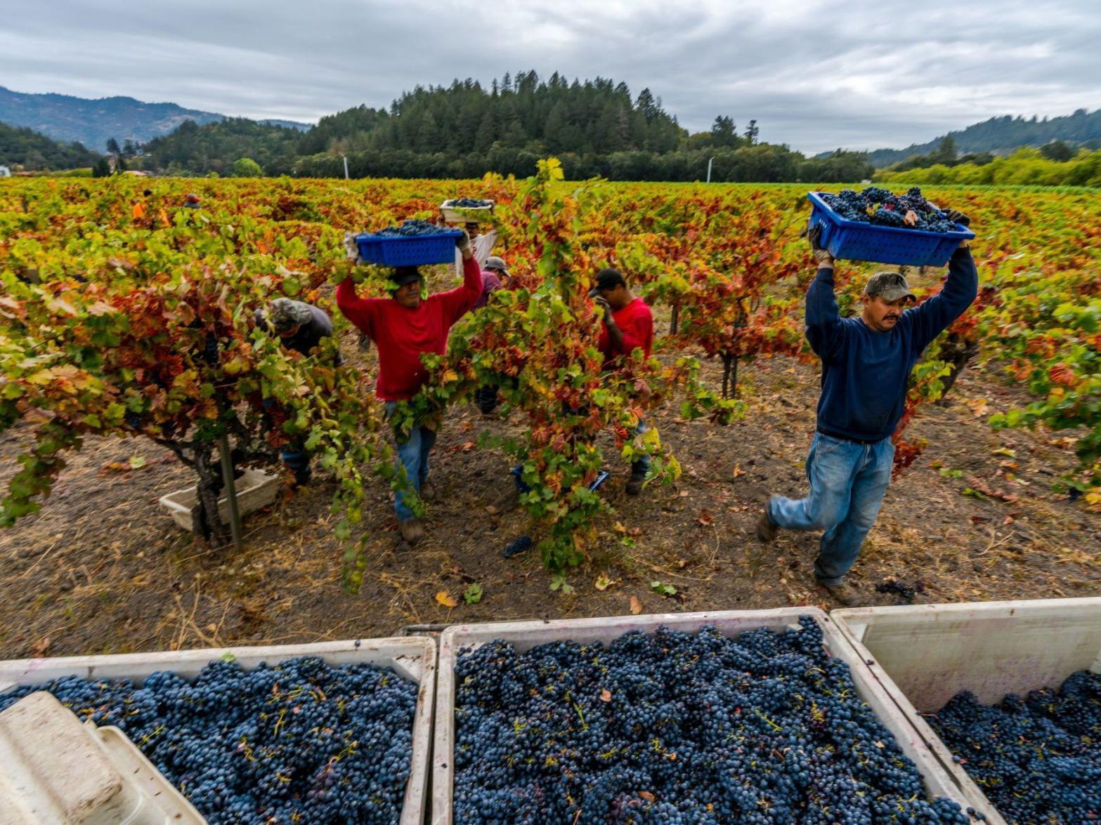 Fearing Pg E Outages Are The New Normal Napa Wineries Look At Alternative Power Local News Napavalleyregister Com