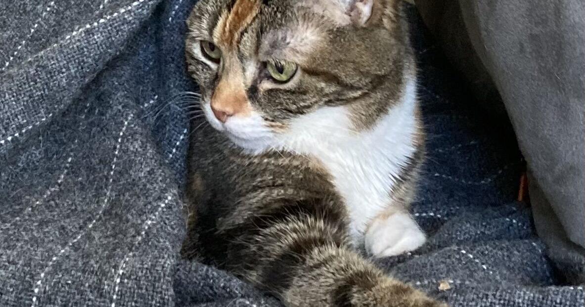Kevin Courtney, Napa Journal: Skimping on medical care for our geriatric cat