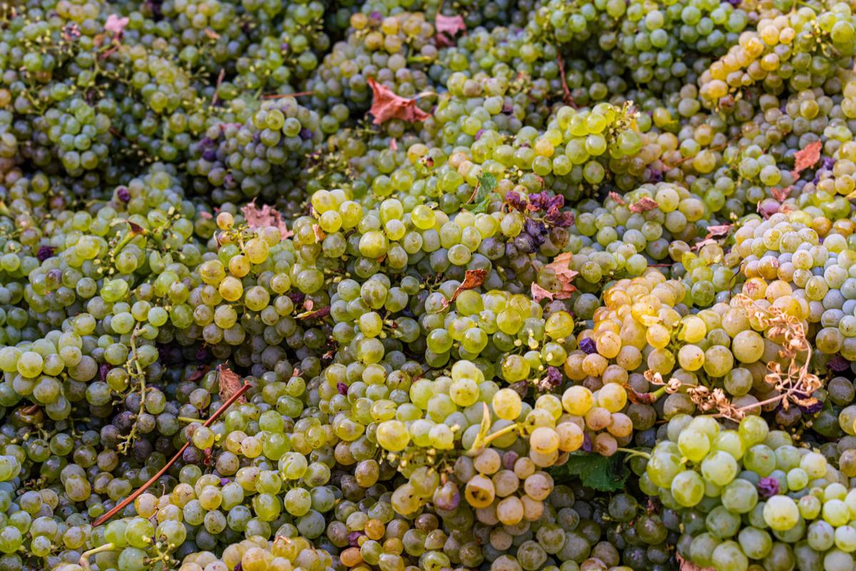 Chenin Blanc grapes