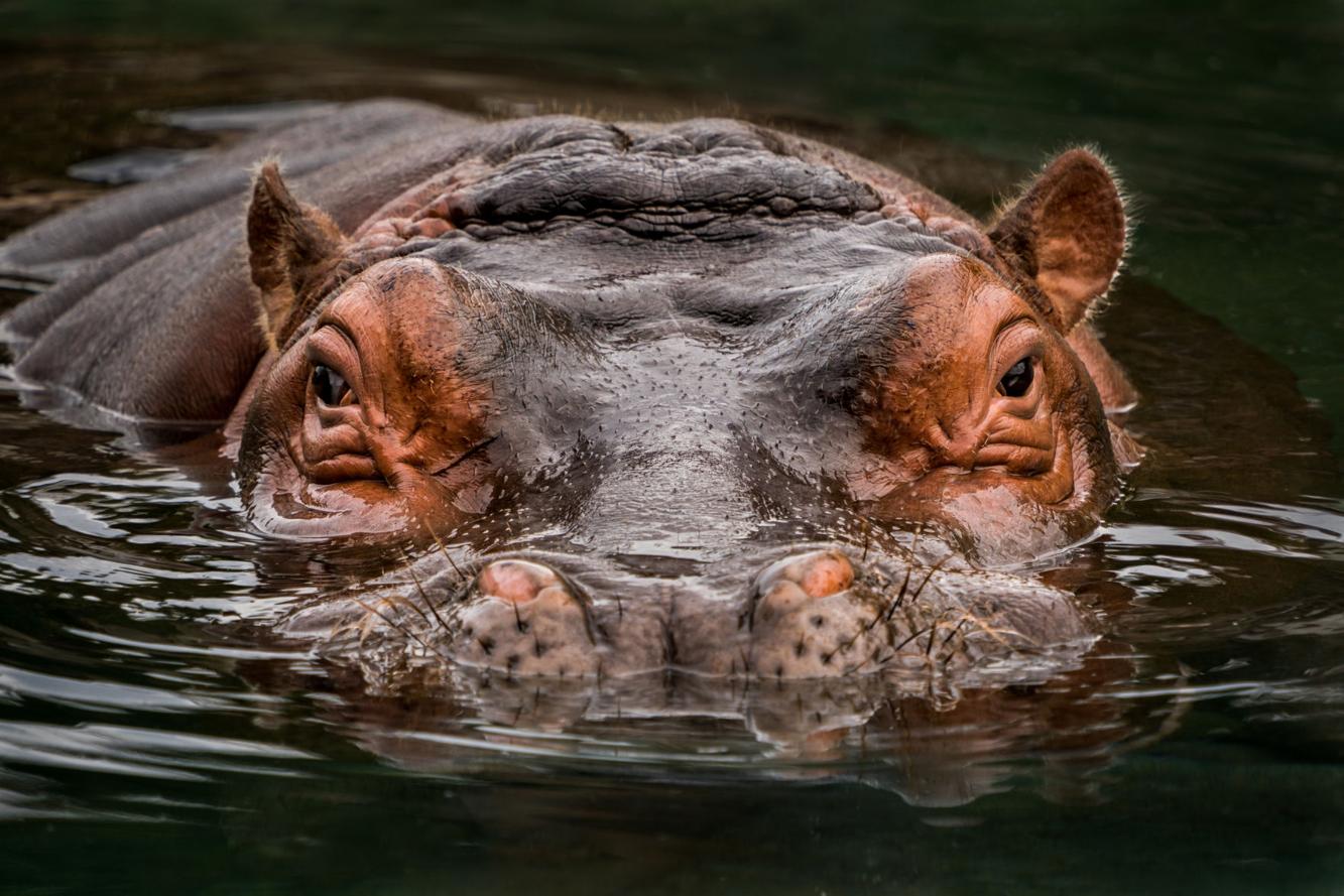 17 hippopotamus facts in honor of National Hippo Day
