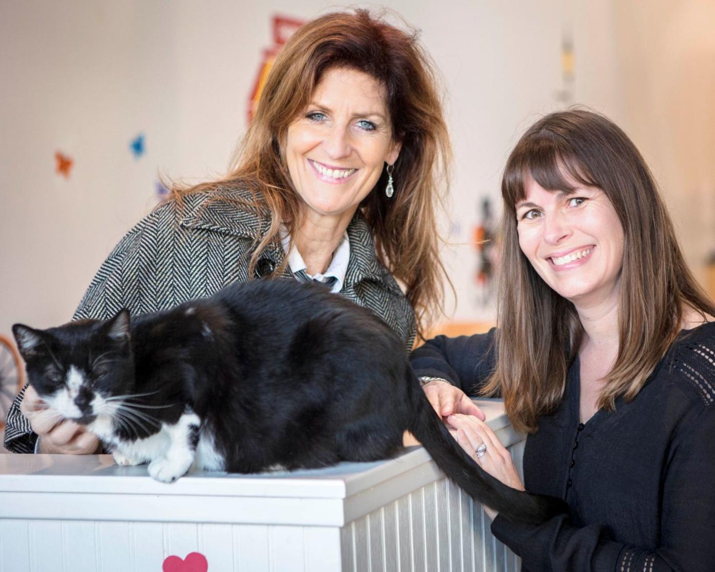 Free feline spay/neuter service offered at Napa clinic | News |  napavalleyregister.com