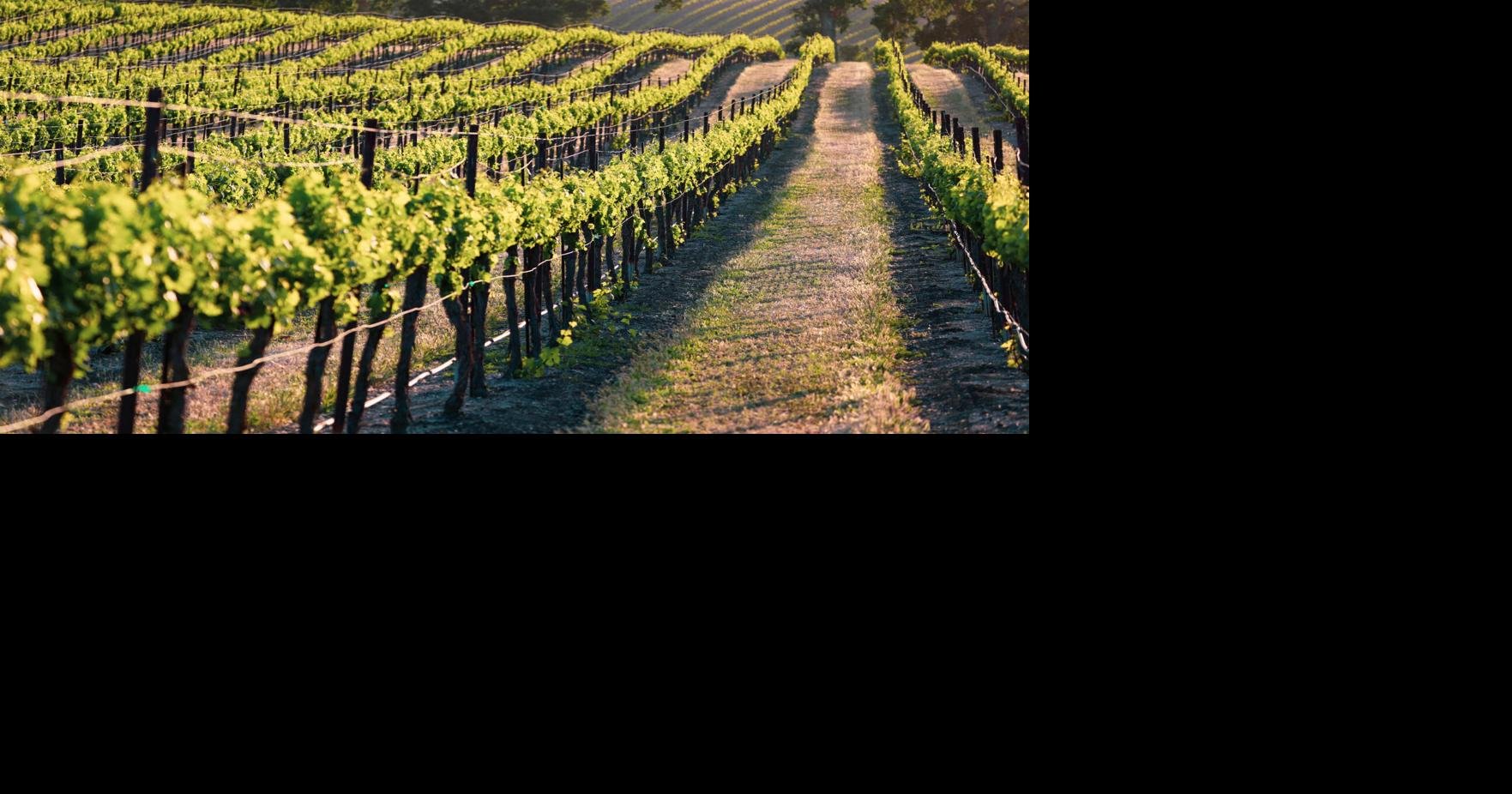 Swanky Wallpapers  Vineyard vines, Vineyard vines logo, Vineyard