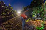 Napa Valley grape harvest 2019