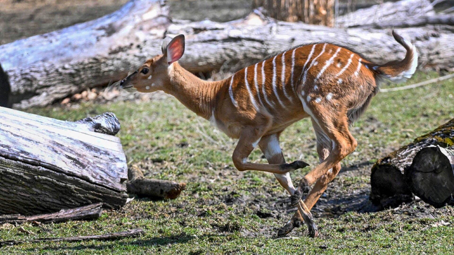 Spring has sprung! Chicago's Brookfield Zoo's new nyala calf frolics in  rising temps