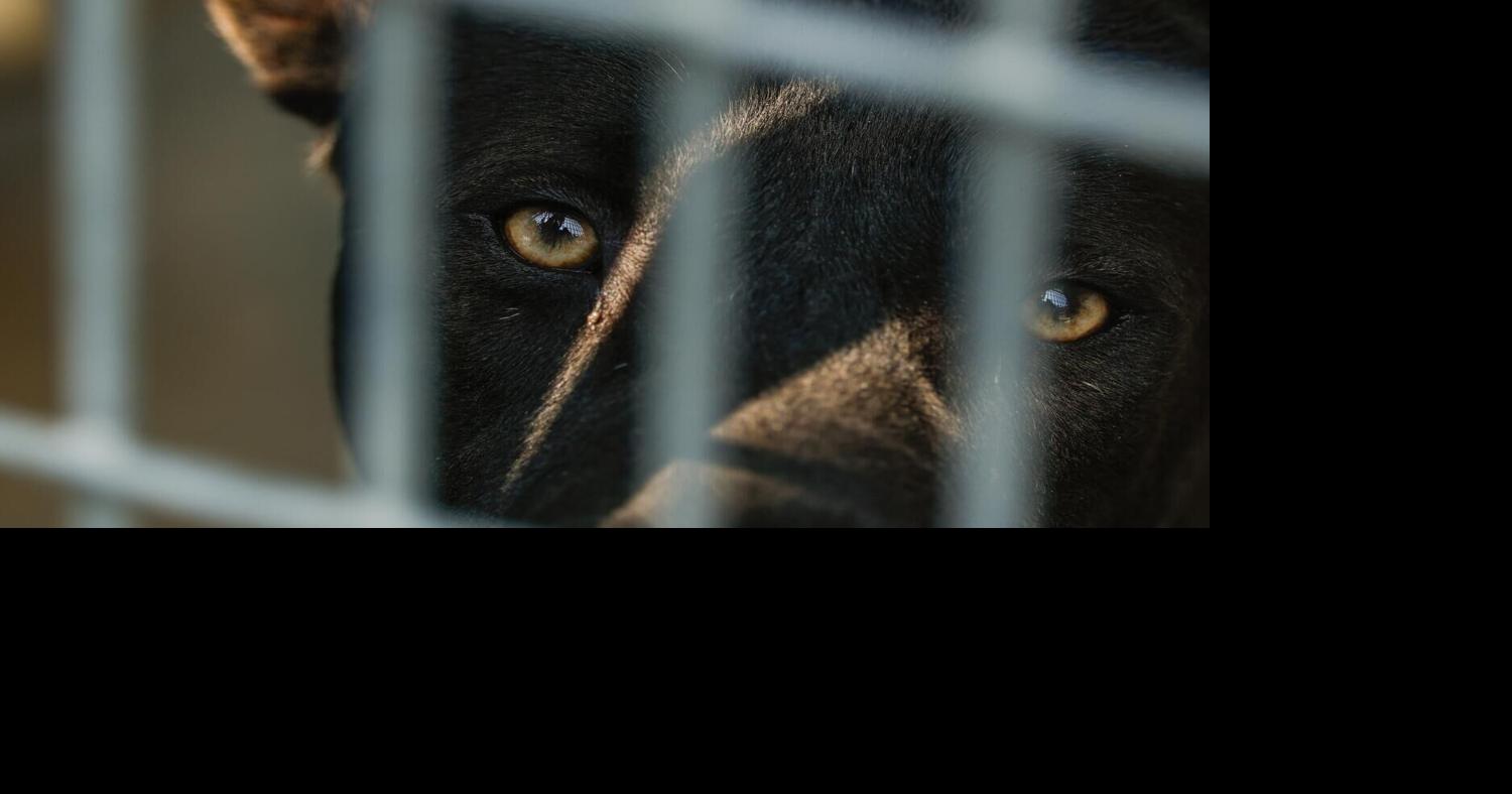 Animals seized in cruelty cases can be stuck in shelters for months. New bill aims to change that