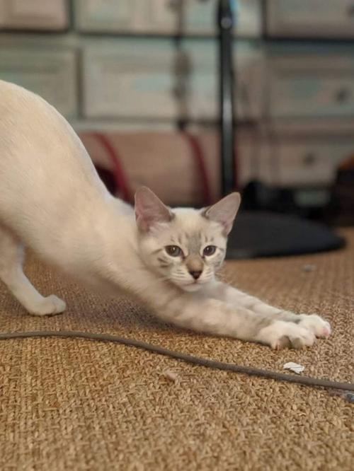 Adopt a Pet | Shorty