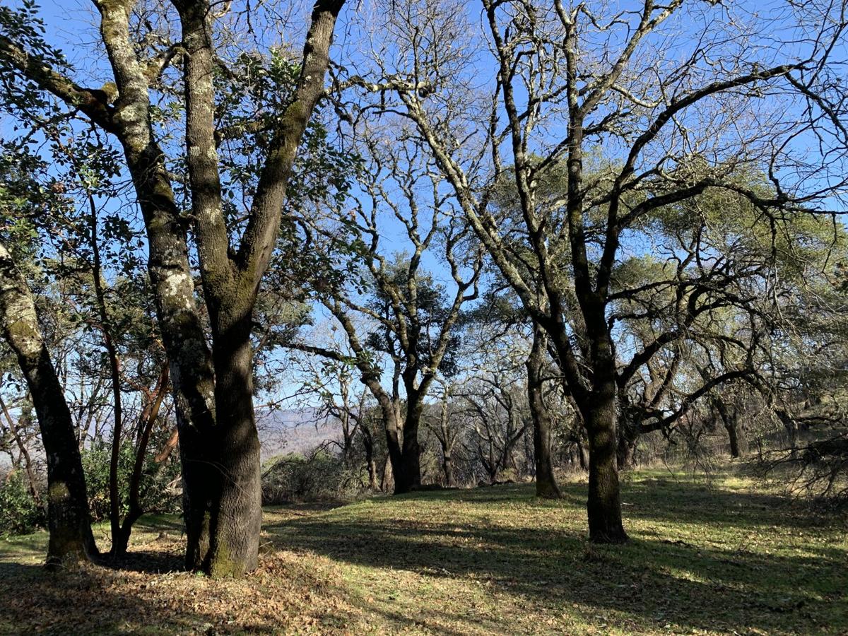 Napa Land Trust secures grants to pay off Walt Ranch debt
