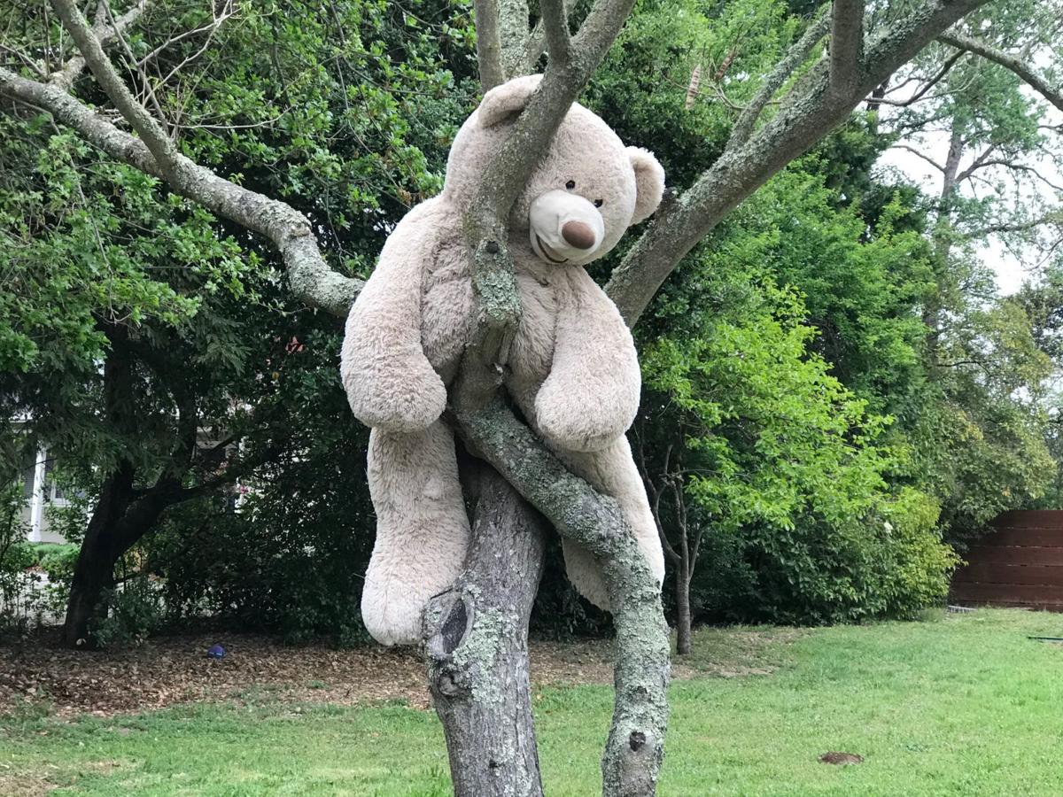 Rescued From Obscurity A Napa Bear Gets New Life During Coronavirus Local News Napavalleyregister Com