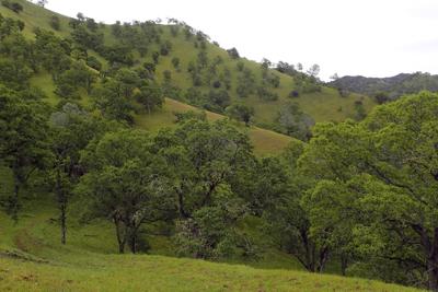 Webber Ranch