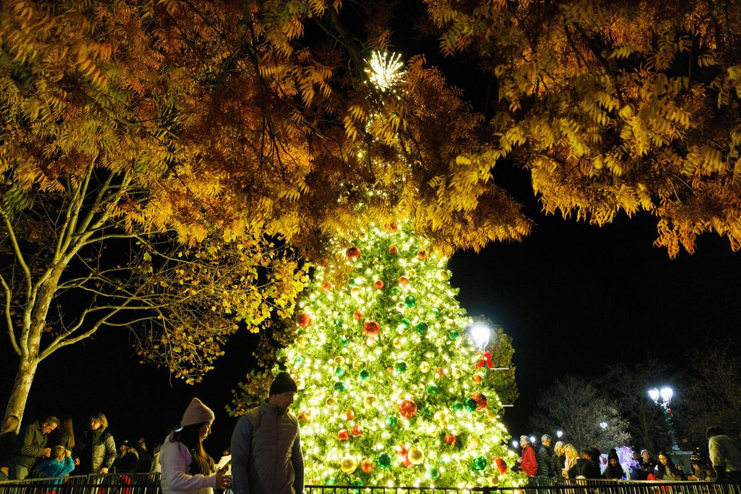 Napa Tree Lighting 2025