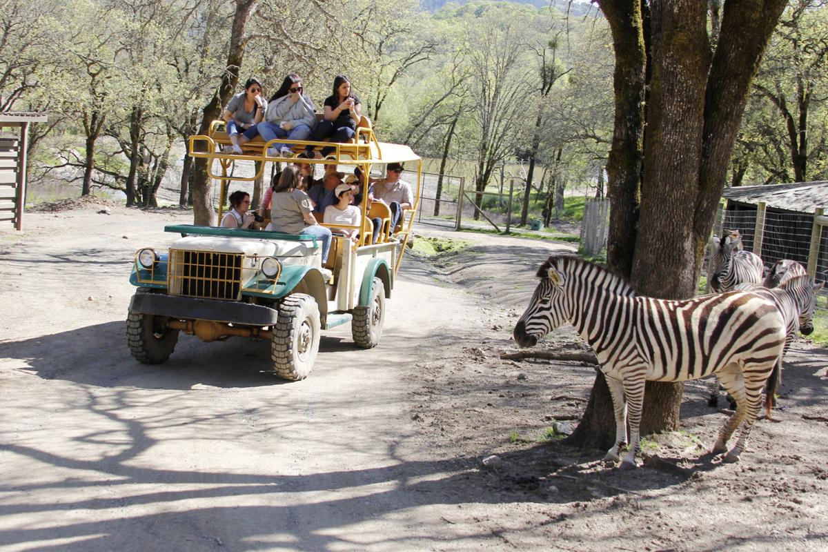 'Alternative Facts Day' at Safari West
