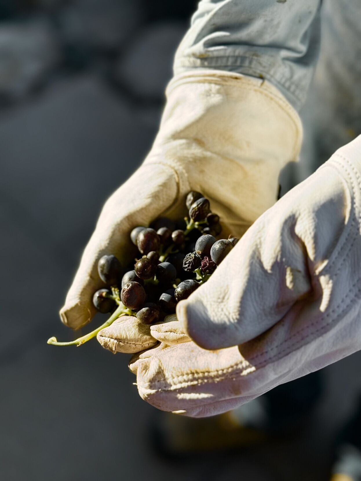 Napa Valley harvest report: Harvest winds down