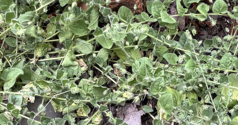 Napa County Master Gardeners: Cancerwort in my backyard