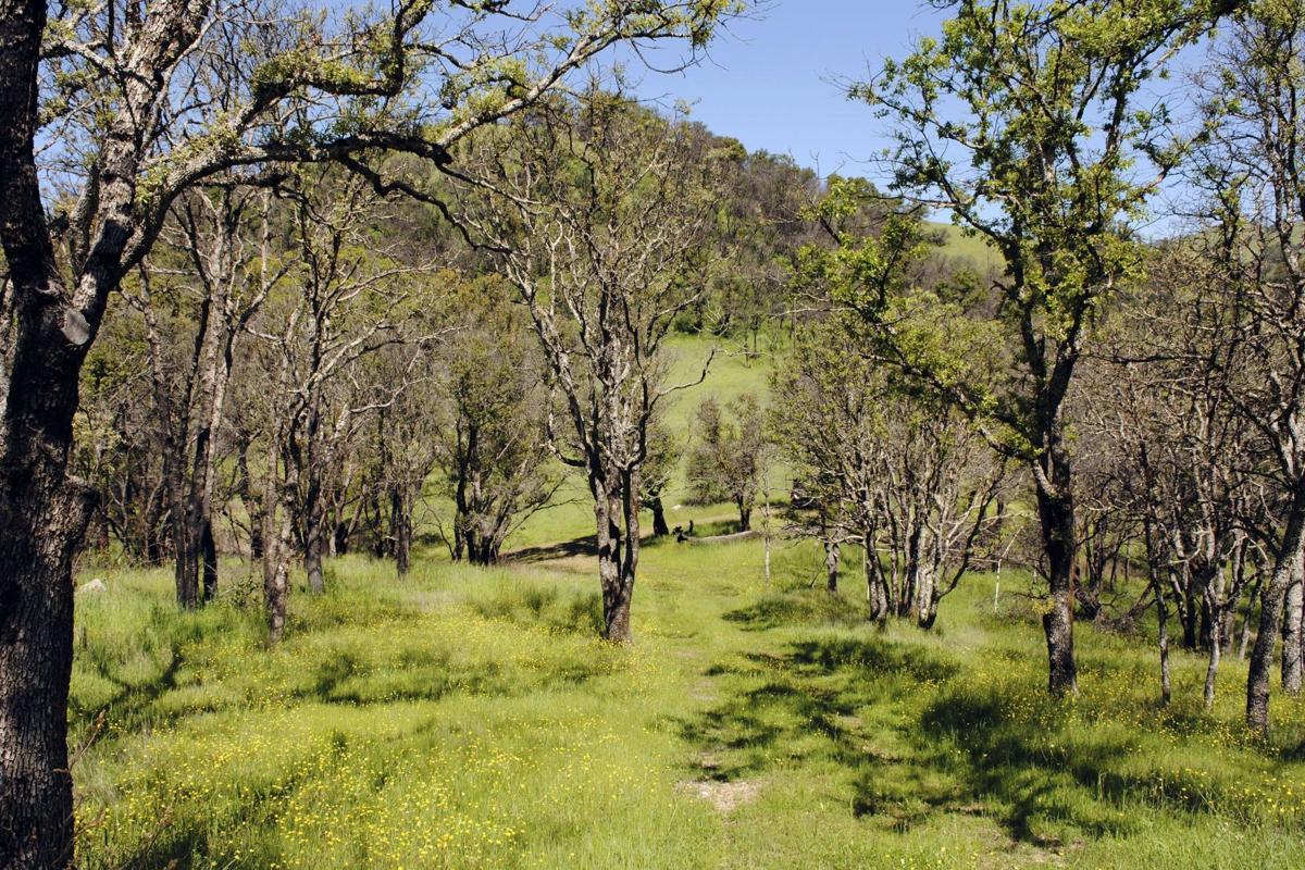 Land Trust of Napa County - Erskine conservation easement