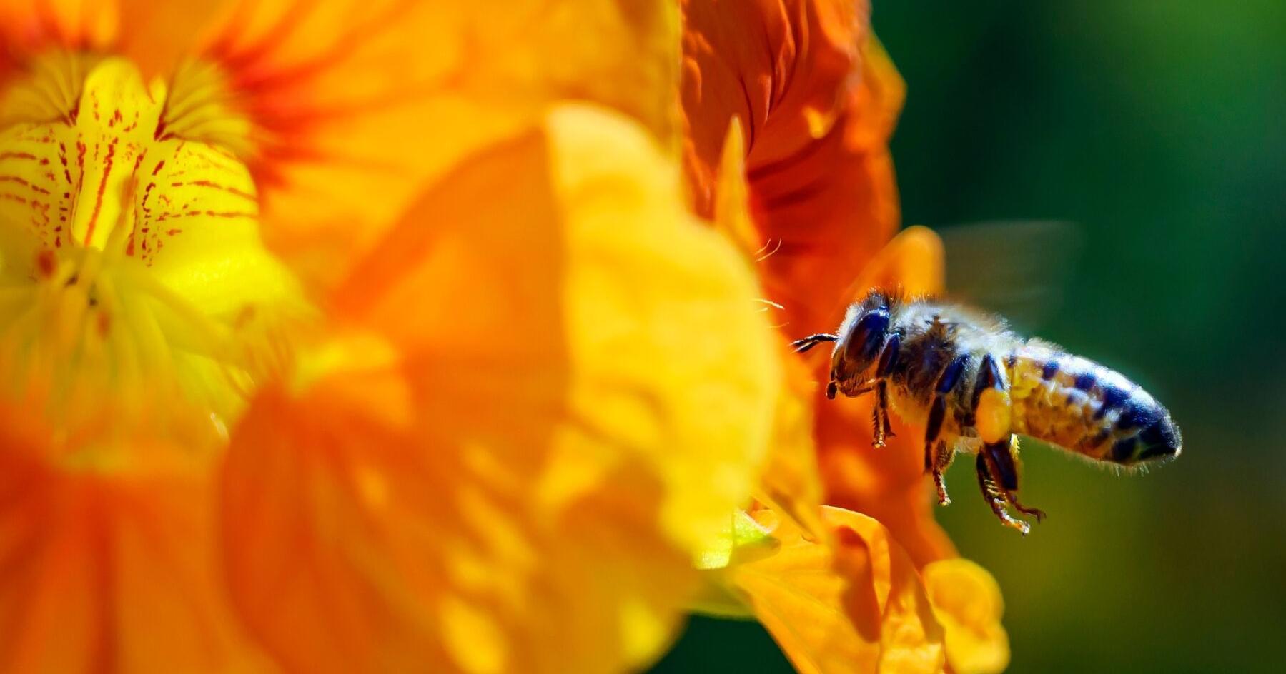 Bee-killing pesticides, common in gardening products, could face new limits in California - Vimarsana News