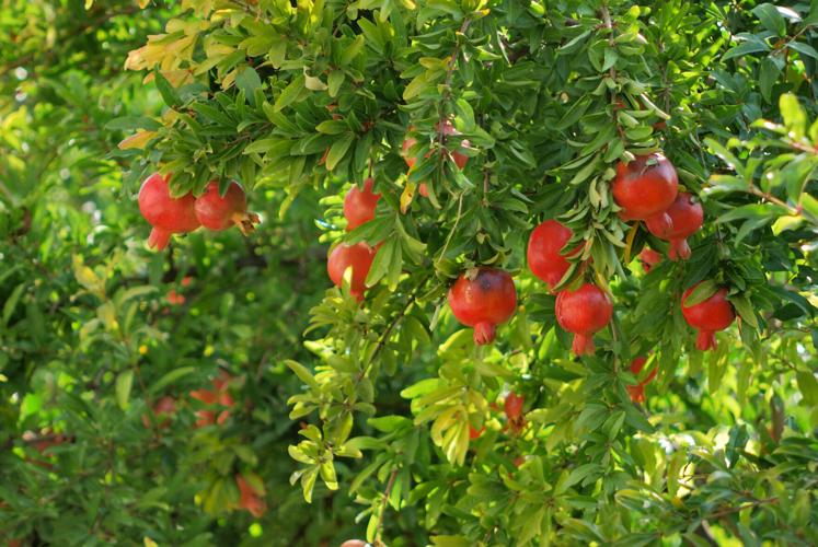 Picking time for pomegranates differs with variety, Home and Garden