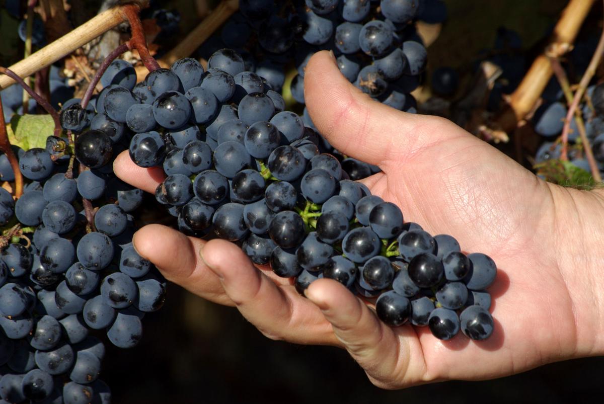 Midpriced Napa an examination Wine