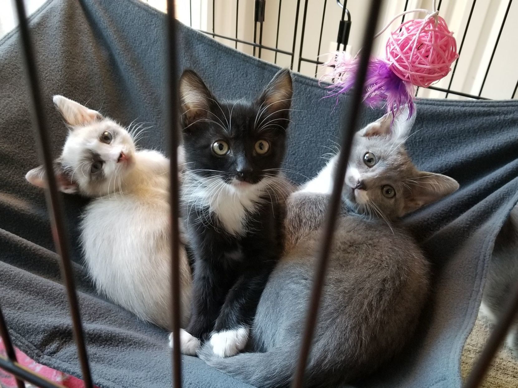 kitties of the valley