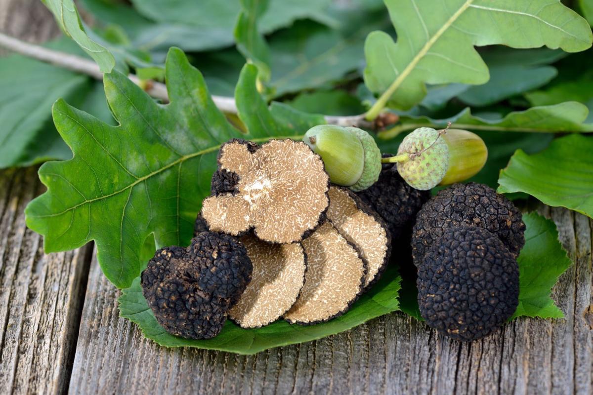 Black Truffle time at La Toque