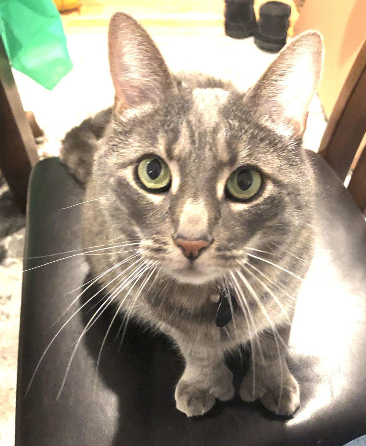 Happy Tails 4 Photos Of Napa County S Most Loved Pets Pets