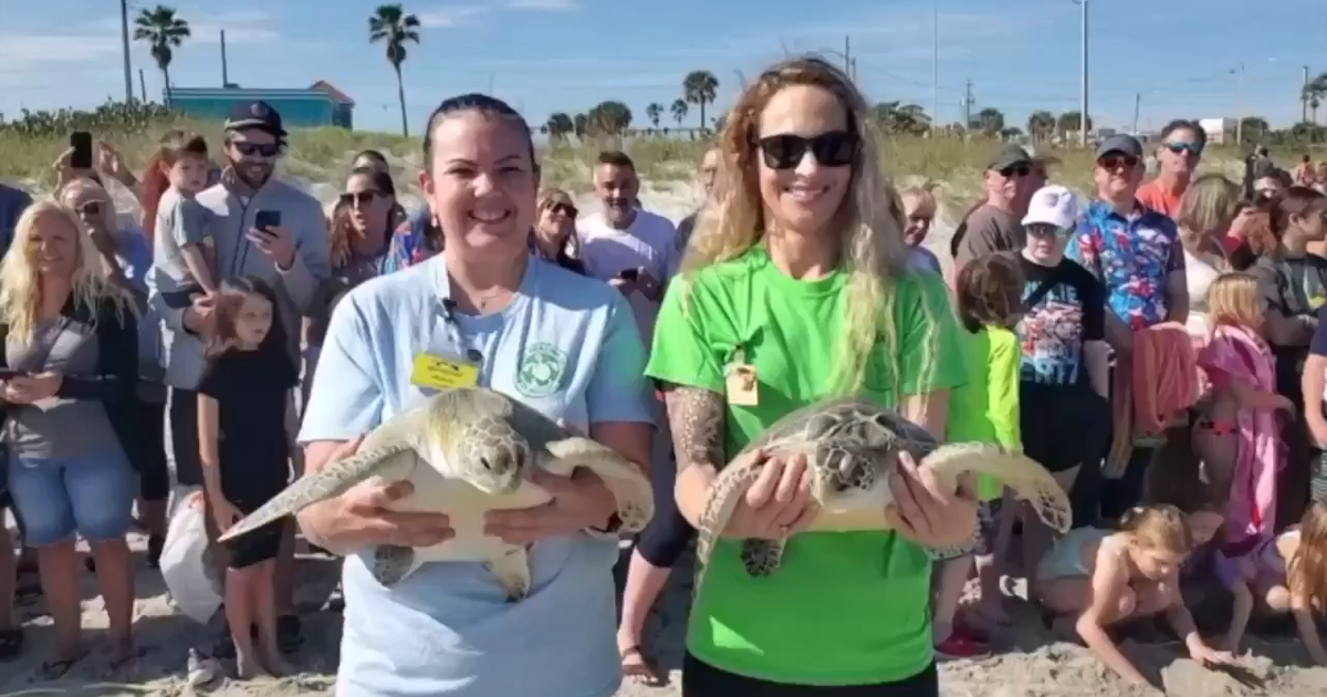 Sea turtles returned home after being rescued in Florida, and more of ...