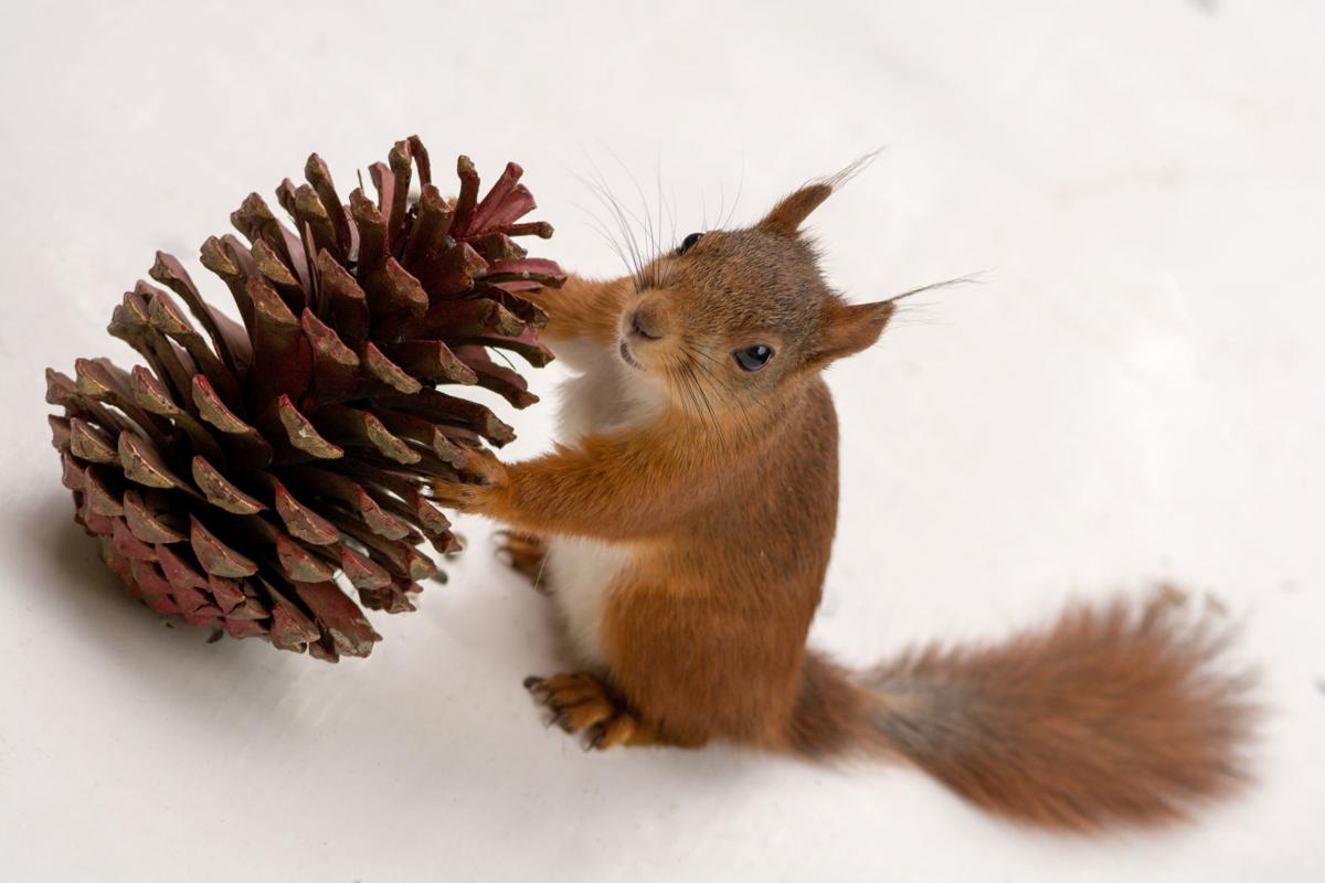 Squirrels stash 50 pounds of pine cones under car hood in Northern