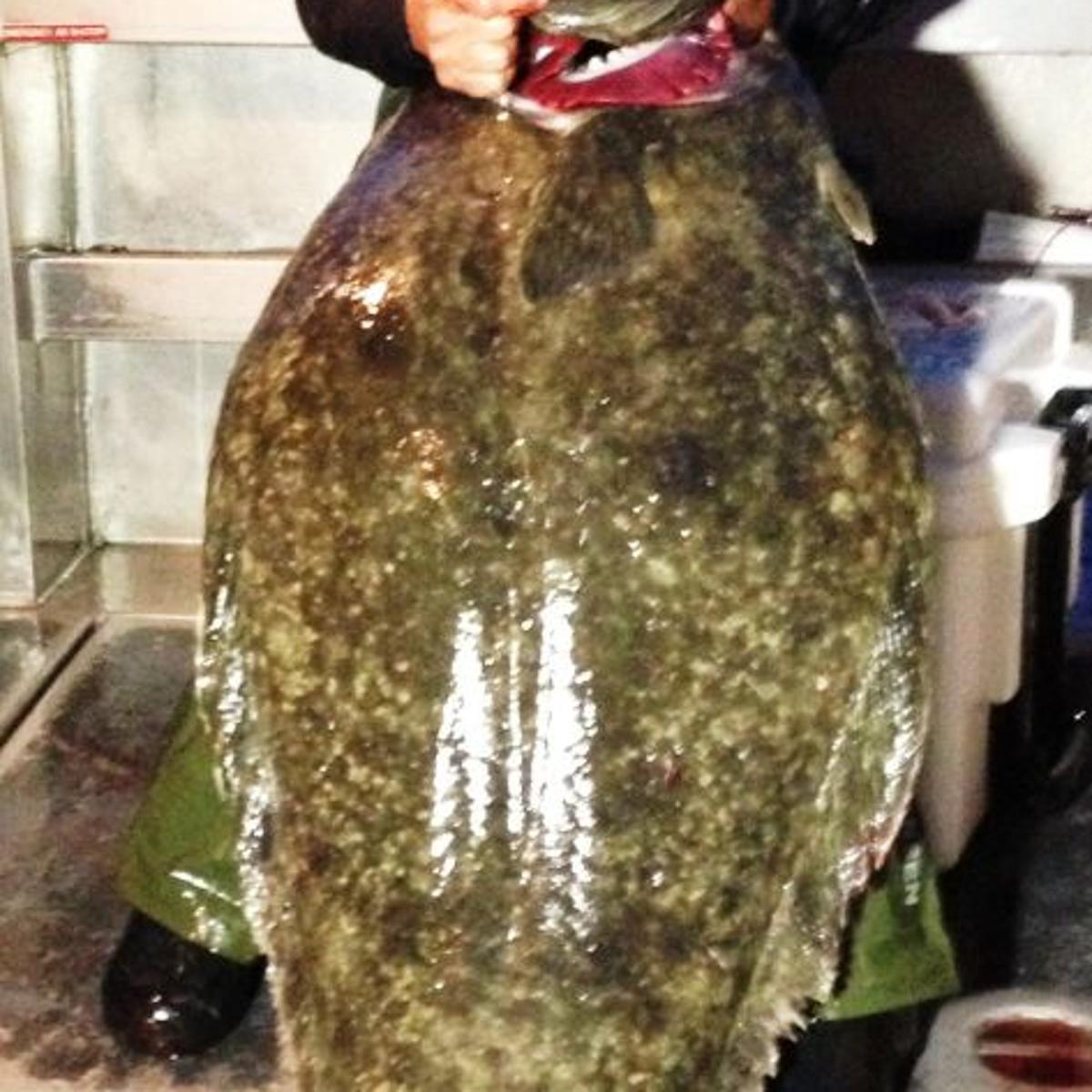 Fishing Report Napa Angler Hauls In Huge Halibut Outdoors Napavalleyregister Com Fishing Report Napa Angler Hauls In Huge Halibut Outdoors Napavalleyregister Com