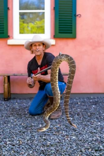 Family finds rattlesnake in toilet, then 23 more underneath their house -  CBS News