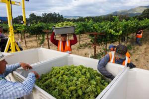 Warm spring pushes Napa Valley harvest weeks ahead of schedule