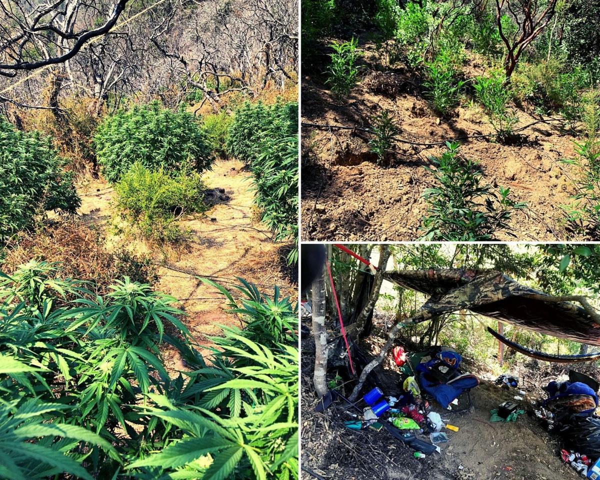 Marijuana grows California State Praks