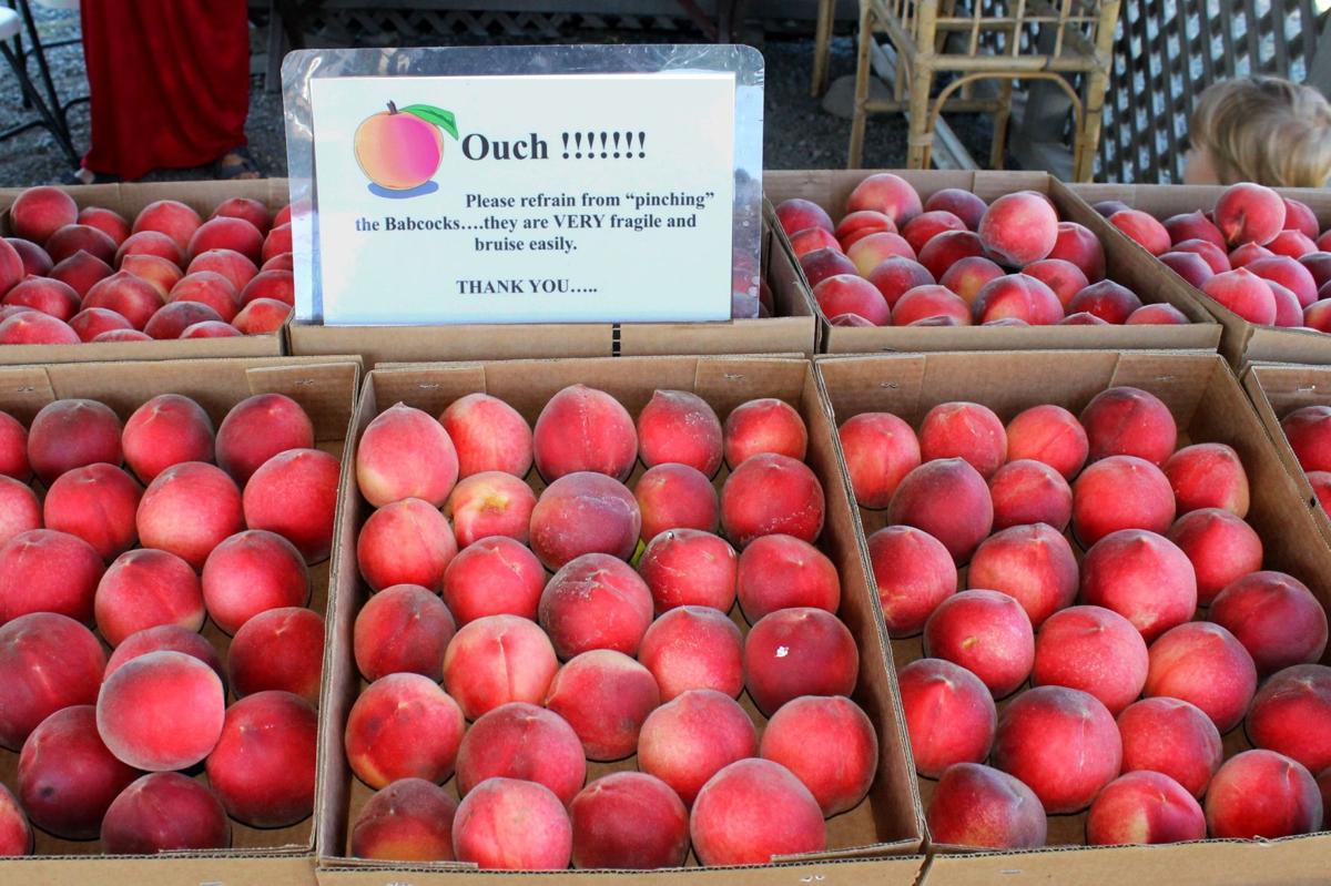 Landmark Upvalley peach orchard in process of renewing itself