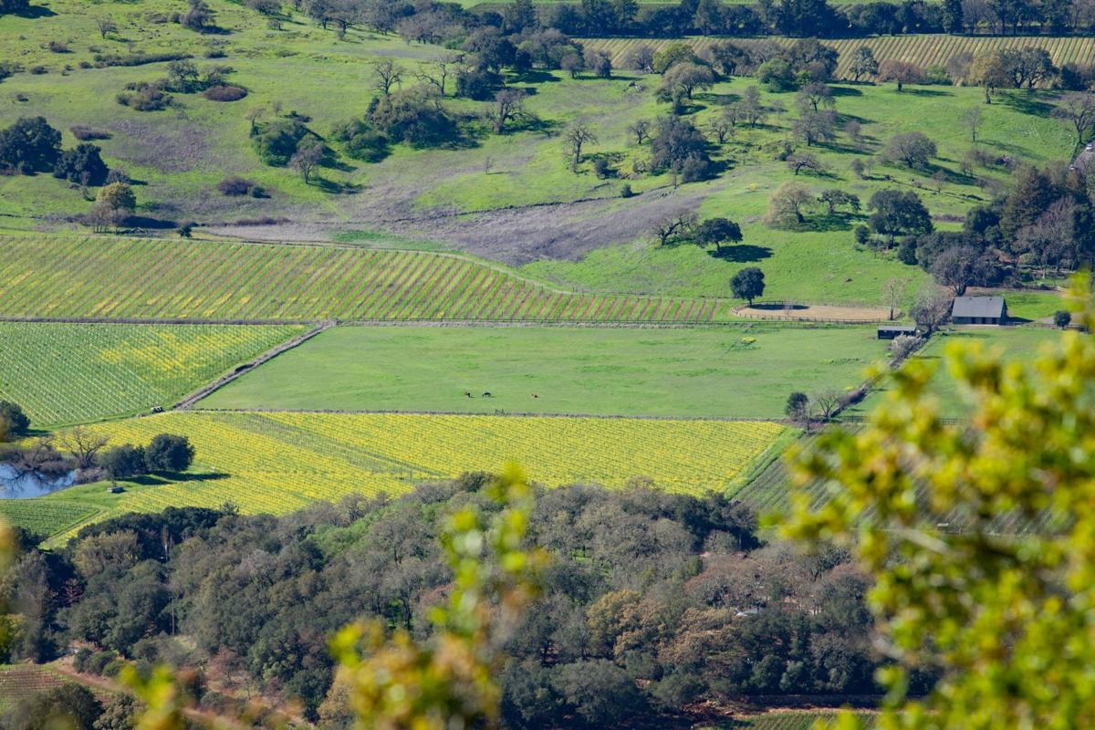 vineyards