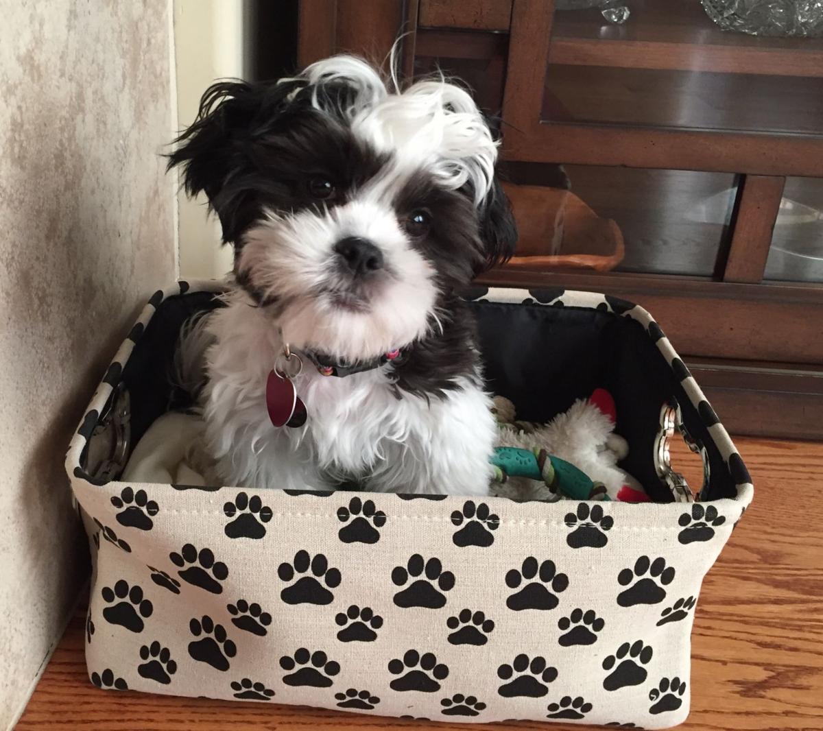 Pic of the Litter: Nugget
