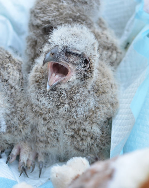 Rescuers Return Baby Owls To Nature Local News