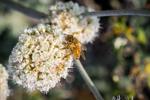 Napa County Master Gardeners: The incredible, edible California buckwheat