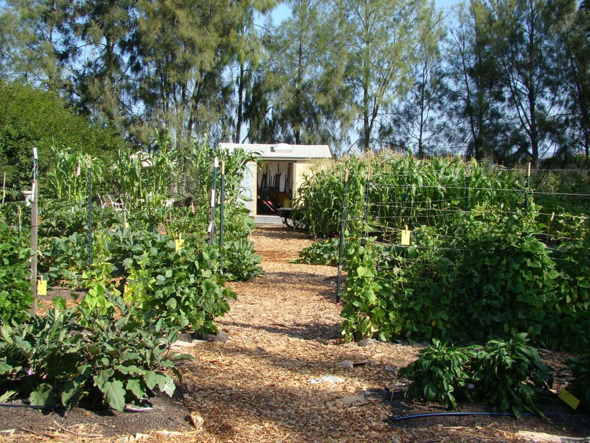 CanGrow Napa Food Bank Garden flourishes at new home on ...