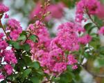 Master Gardeners of Napa County: It's easy to grow and good in a drought: crape myrtle