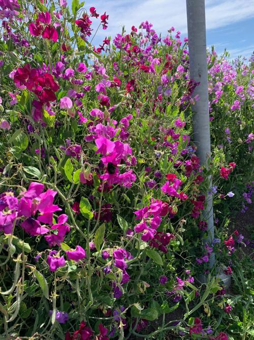 Napa County Master Gardeners: A subtle sign of spring