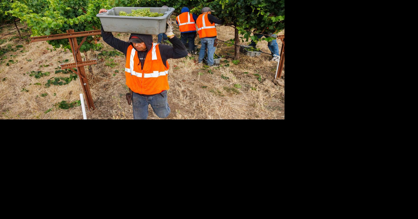 GALLERY: Early Harvest at Round Pond Estate Winery