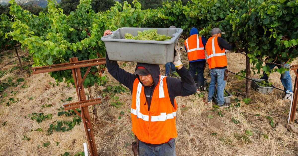 GALLERY: Early Harvest at Round Pond Estate Winery