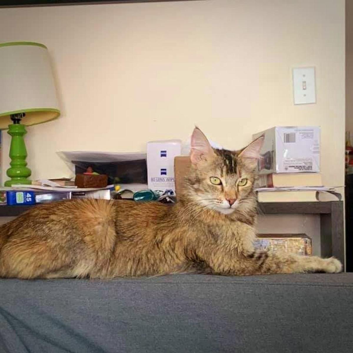 Adopt A Pet Ginger Lifestyles Napavalleyregister Com