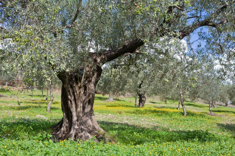 Master Gardeners of Napa County: Olive trees, a natural fit for Napa