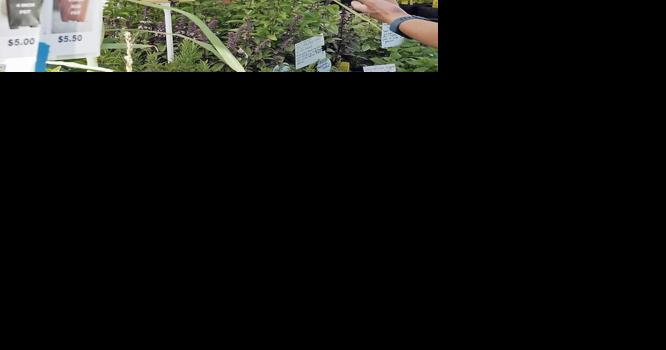 The flourishing legacy of Morningsun Herb Farm - Vimarsana News