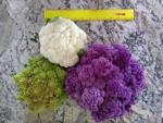 Master Gardeners: The Napa Cauliflower Trials