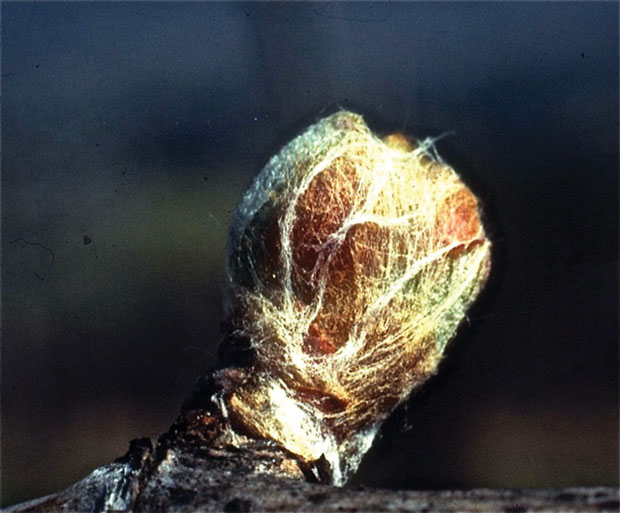 Vines to Wines What is ‘bud break’?