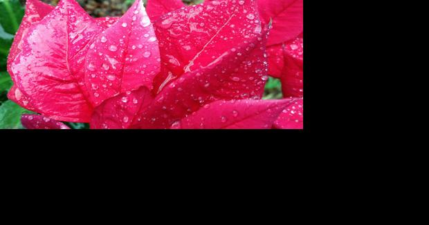 Napa County Master Gardeners: Where does the water go? - Vimarsana News