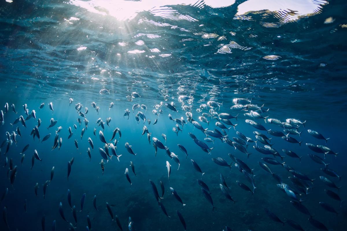Ocean