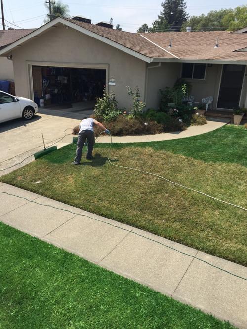 Brown Lawns Turn Lush Green In About An Hour Local News