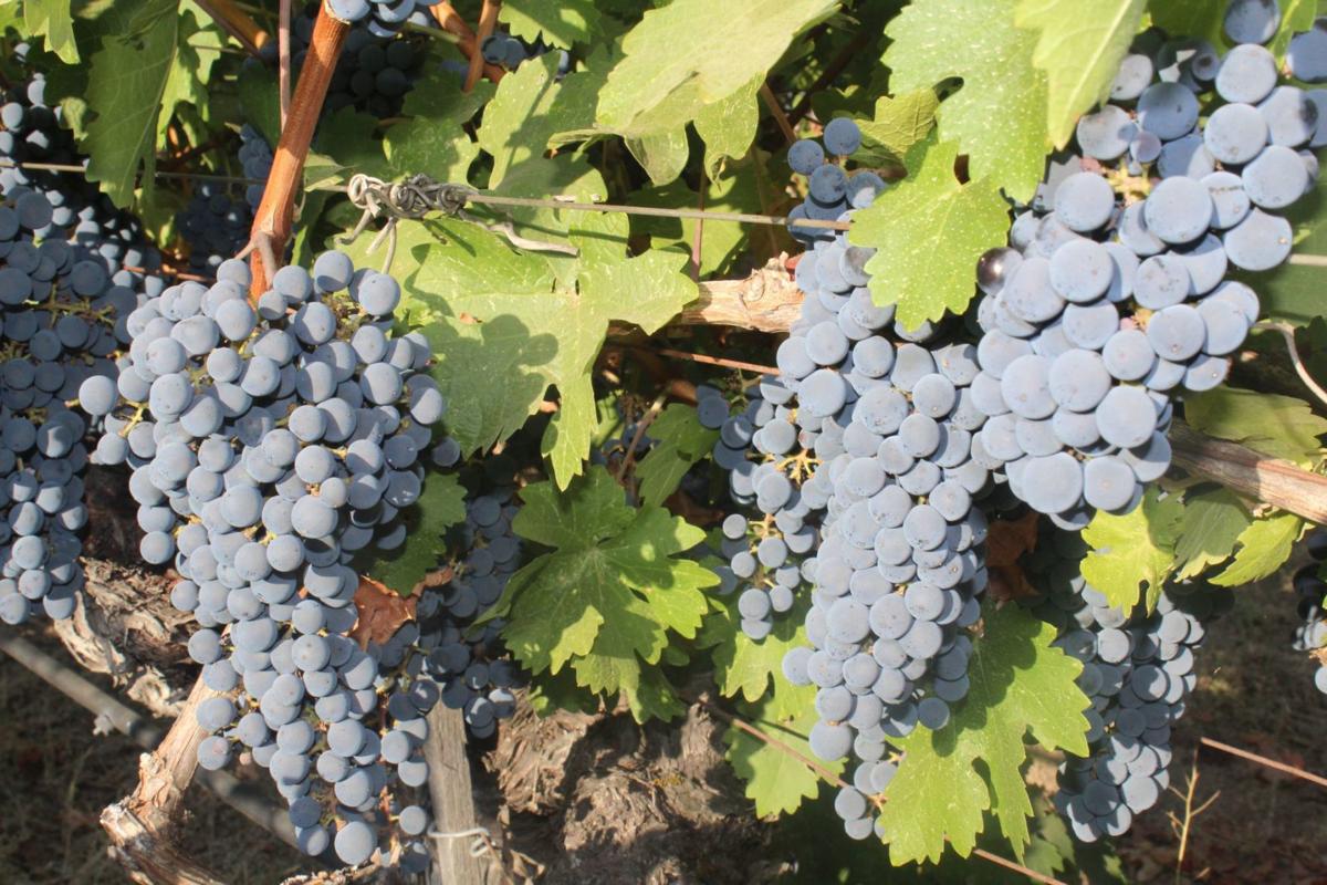 Vineyard