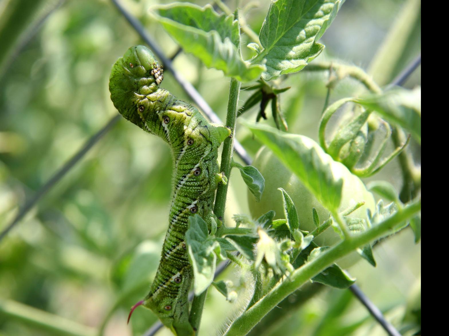 Napa County Master Gardeners Reasons To Let A Tomato Hornworm Be Master Gardener Napavalleyregister Com